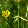 Endive Daisy (Rhagadiolus stellatus): A recent introduction from Europe which is very invasive.